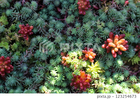 多肉植物 セダム パリダムの緑と虹の玉が赤 多肉植物 セダム パリダムの緑と虹の玉が赤 123254673