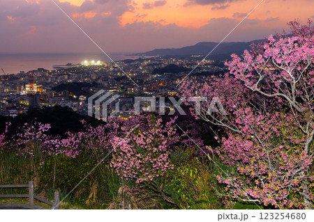 沖縄県名護市　名護城公園さくらの園の早咲きの琉球寒緋桜と街の夜景越しの名護湾の夕焼け 123254680