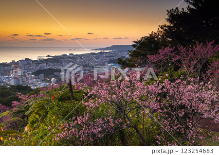 沖縄県名護市　名護城公園さくらの園の早咲きの琉球寒緋桜と街の夜景越しの名護湾の夕焼け 123254683