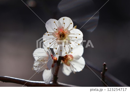 白い梅の花 123254717