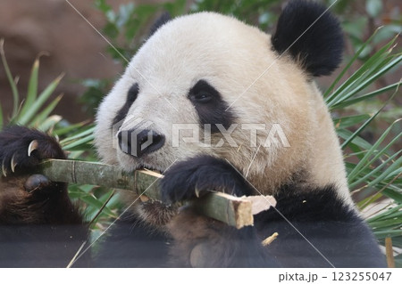 笹を食べるパンダ 123255047