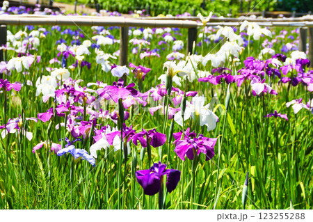 本土寺　美しい花菖蒲（千葉県松戸市） 123255288