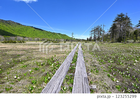 どこまでもまっすぐ続く尾瀬の木道 どこまでもまっすぐ続く尾瀬の木道 123255299