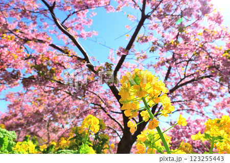 早春を感じる河津桜と菜の花 123255443