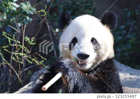 笹を食べるパンダ 笹を食べるパンダ 123255487