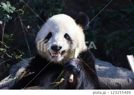 竹の葉を食べるパンダ 竹の葉を食べるパンダ 123255489