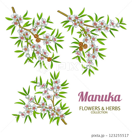 Manuka Branch Colored Detailed Illustration Manuka Branch Colored Detailed Illustration 123255517
