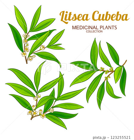 Litsea Cubeba Branches Colored Illustration 123255521