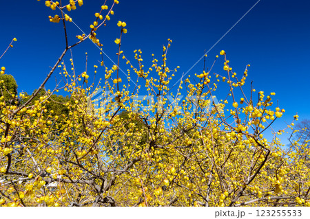 埼玉県所沢市並木　所沢航空記念公園　ロウバイ園の蝋梅の鮮やかな黄色と青空 123255533