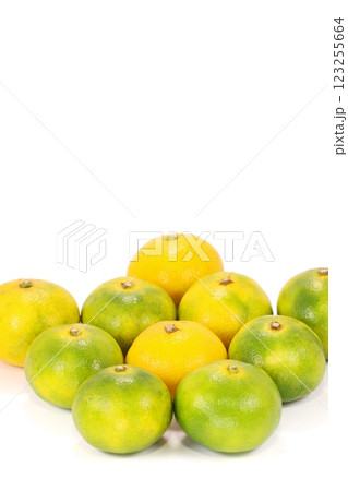 西浦みかん 早生ミカン 緑色 明るい背景 静岡県産 西浦みかん 早生ミカン 緑色 明るい背景 静岡県産 123255664