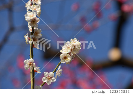 早春の白梅 123255832