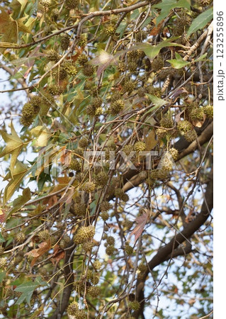 2024年11月・モミジバフウの実 2024年11月・モミジバフウの実 123255896