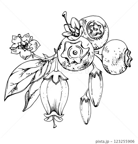 Blueberry blackberry with line white bell flowers, ripe forest berry cluster bunch, hand drawn in ink vector. Buttonhole isolated botanical illustration. Restaurant, dessert cafe menu, farmers market 123255906