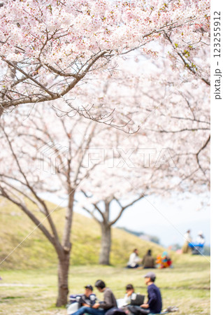 満開の桜並木と花見 123255912
