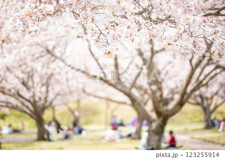 満開の桜並木と花見 123255914