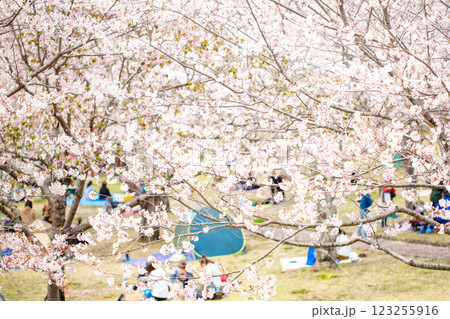 満開の桜並木と花見 満開の桜並木と花見 123255916