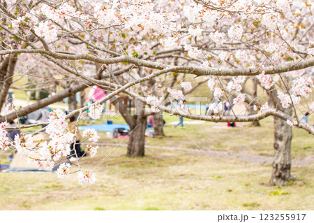 満開の桜並木と花見 123255917