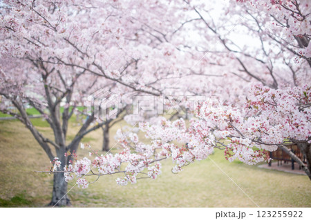 満開の桜並木と花見 満開の桜並木と花見 123255922