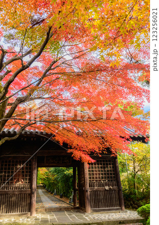 輪王寺　晩秋 123256021