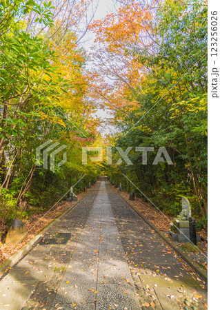 輪王寺　晩秋 123256026