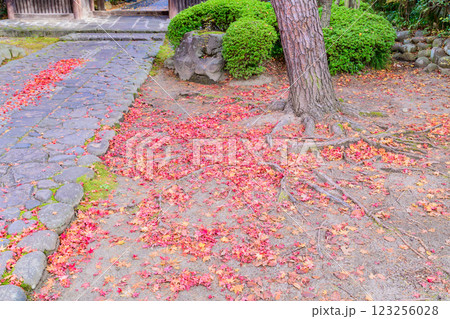 輪王寺　晩秋 123256028