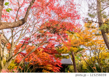 輪王寺　晩秋 123256039