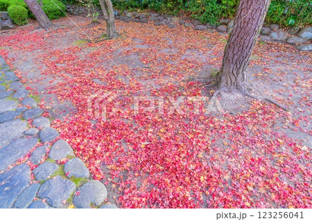 輪王寺 晩秋 輪王寺 晩秋 123256041