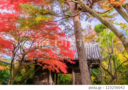 輪王寺　晩秋 123256042