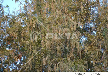 メタセコイアの雄花・2022年12月　 123256106