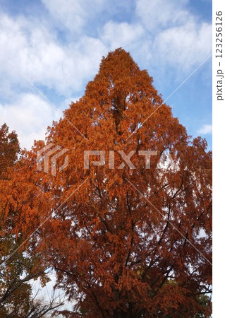 メタセコイアの雄花・2022年12月　 123256126