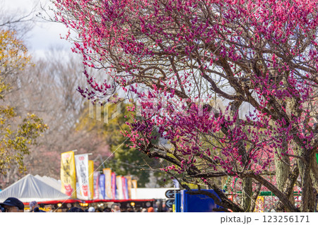 大宮第二公園の梅まつり 123256171