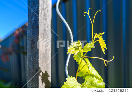 Homegrown grapevine in the backyard Homegrown grapevine in the backyard 123256232