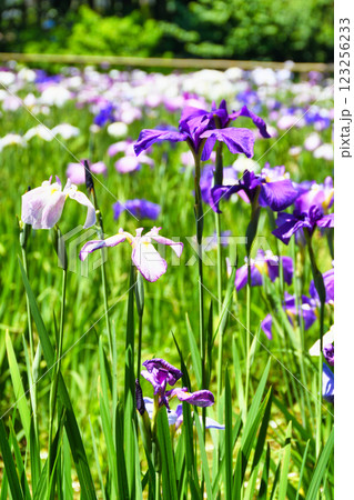 本土寺　美しい花菖蒲（千葉県松戸市） 123256233