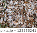 初雪が積もる落ち葉の地面の風景　写真 123256241