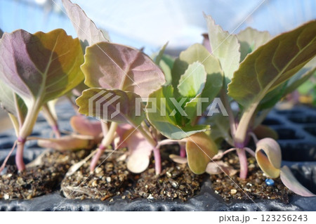 定植前のキャベツの苗 123256243