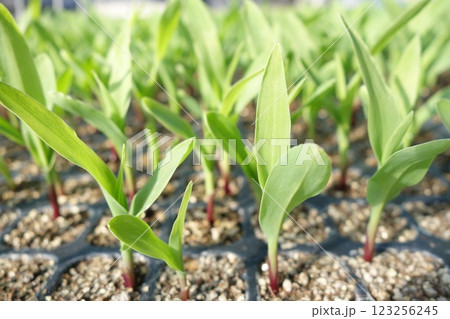 定植前のとうもろこしの苗 123256245