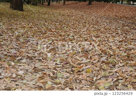 2024年12月・まるで落ち葉の絨毯のよう 2024年12月・まるで落ち葉の絨毯のよう 123256429
