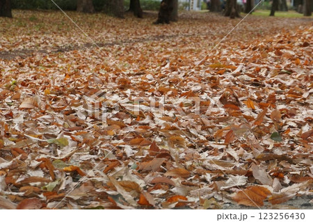 2024年12月・まるで落ち葉の絨毯のよう 123256430