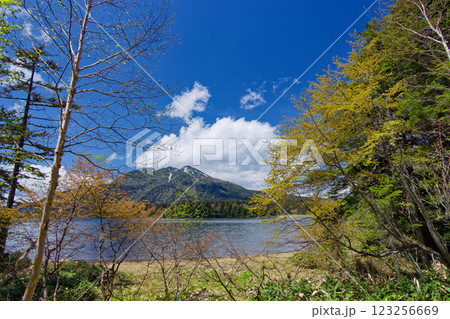 尾瀬沼の新緑と燧ヶ岳 123256669