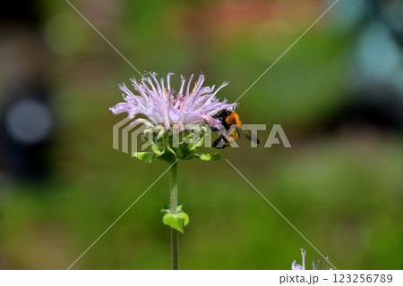 花の蜜を吸うトラマルハナバチ 花の蜜を吸うトラマルハナバチ 123256789