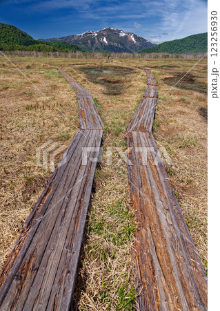 初夏の尾瀬ケ原・見晴付近から見る至仏山 123256930