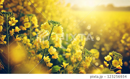朝陽に輝く菜の花畑の幻想的な風景 123256934