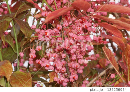 2024年12月・弾けて赤い種が見えるマユミの実 123256954