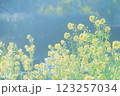 春の日差しの中の菜の花 123257034