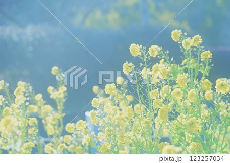 春の日差しの中の菜の花 123257034