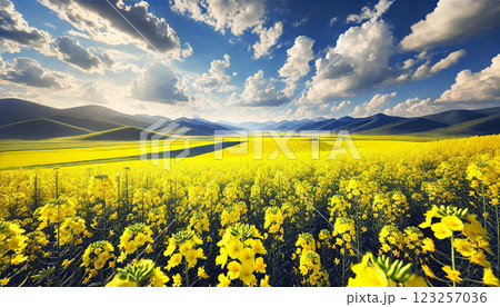 青空の下に広がる菜の花畑と緑の丘の絶景 青空の下に広がる菜の花畑と緑の丘の絶景 123257036