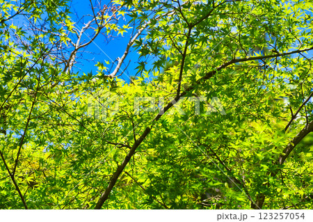 本土寺　美しい青もみじ（千葉県松戸市） 123257054