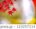 赤いモミジ 123257114