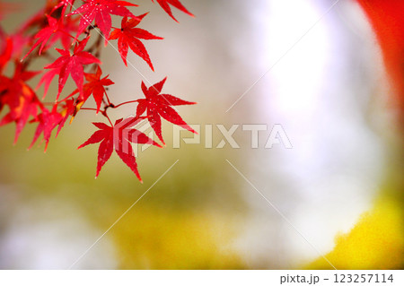 赤いモミジ 赤いモミジ 123257114