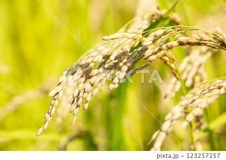 稲穂 123257157